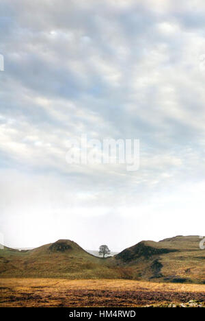 Sycamore Gap, mur d'Hadrien, Northumberland Banque D'Images