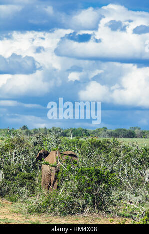 CAPE TOWN, AFRIQUE DU SUD - fév.06 : Vue sur centre d'affaires de Signal Hill, le 03 février 2010 à Cape Town, Afrique du Sud. Ces bâtiments sont l'héritage de la domination britannique. Banque D'Images