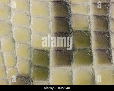 Résumé La texture de cuir synthétique, crocodile macro fond. Banque D'Images