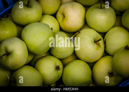 Pearmain les pommes d'un arbre fraîchement collecté Banque D'Images