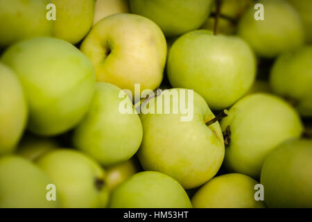 Pearmain les pommes d'un arbre fraîchement collecté Banque D'Images