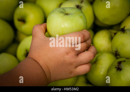 Little girl picking up pearmain fraîchement récoltées à partir du panier d'apple Banque D'Images