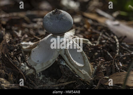 Une rare endémique forniquer, earthstar Geastrum britannicum, croissant sous des ifs dans les cimetières, Radnorshire, au Pays de Galles. Banque D'Images