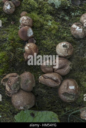 Groupe des puffballs, Lycoperdon nigrescens sombre poussant sur le tronc d'aubépine couvert de mousse. Le sud du Pays de Galles. Banque D'Images