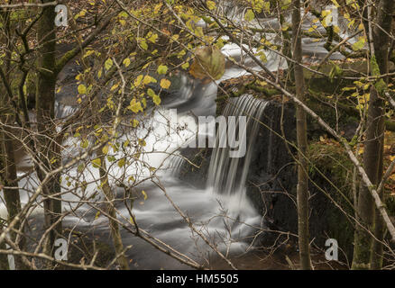 L'une des chutes d'établissement Blaen y Glyn, sur la rivière, Caerfanell (affluent de l'Usk), Brecon Beacons. Banque D'Images