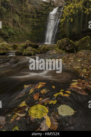 L'une des chutes d'établissement Blaen y Glyn, sur la rivière, Caerfanell (affluent de l'Usk), avec des feuilles mortes ; Brecon Beacons. Banque D'Images