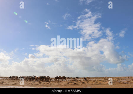 Les chameaux, Sahara occidental Banque D'Images