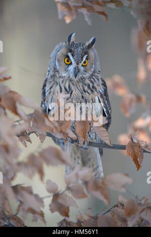 Long-eared Owl (Asio otus) assis sur la branche de hêtre couleur automne, forêt de Bohême, République Tchèque Banque D'Images