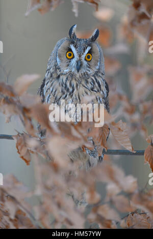 Long-eared Owl (Asio otus) assis sur la branche de hêtre couleur automne, forêt de Bohême, République Tchèque Banque D'Images