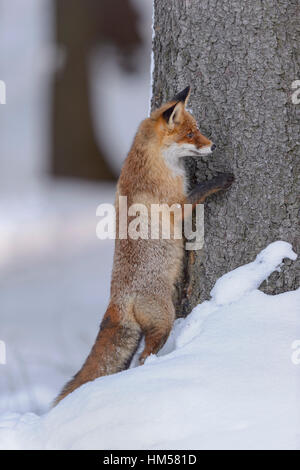 Le renard roux (Vulpes vulpes) dans la neige, appuyé contre un tronc d'arbre, d'oeil de derrière un arbre, forêt de Bohême, République Tchèque Banque D'Images