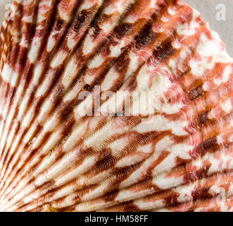 coquille Banque D'Images