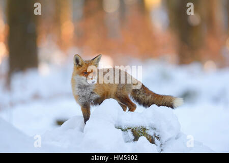 Le renard roux (Vulpes vulpes) debout sur un tronc d'arbre couvert de neige, coucher de soleil, feu de forêt de Bohême, République Tchèque Banque D'Images