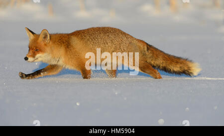 Le renard roux (Vulpes vulpes) marcher dans la neige, forêt de Bohême, République Tchèque Banque D'Images