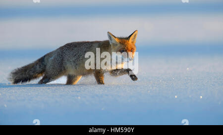 Le renard roux (Vulpes vulpes) marcher dans la neige, forêt de Bohême, République Tchèque Banque D'Images