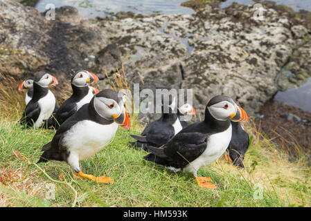 Macareux moine (Fratercula arctica) sur rookery, Staffa, île de Mull, Hébrides intérieures, Ecosse, Royaume-Uni Banque D'Images