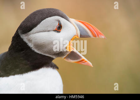 Macareux moine (Fratercula arctica) appelant, portrait, Staffa, île de Mull, Hébrides intérieures, Ecosse, Royaume-Uni Banque D'Images