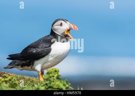 Macareux moine (Fratercula arctica) appelant, Lunga, île de Mull, Hébrides intérieures, Ecosse, Royaume-Uni Banque D'Images