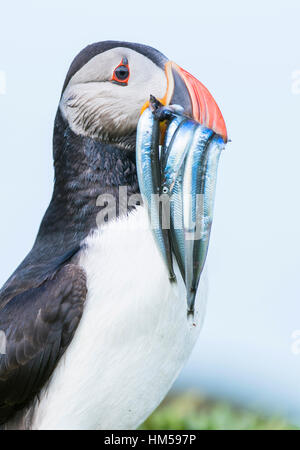 Macareux moine (Fratercula arctica), avec le poisson dans son bec, le lançon (AmmodytidaeI), portrait, Lunga, Isle of Mull, Inner Hebrides Banque D'Images