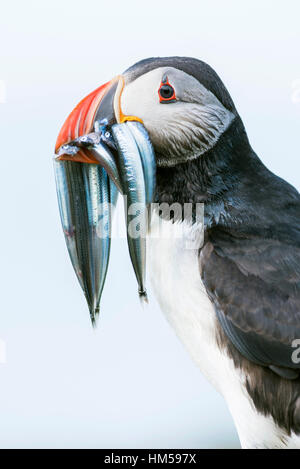 Macareux moine (Fratercula arctica), avec le poisson dans son bec, le lançon (AmmodytidaeI), portrait, Lunga, Isle of Mull, Inner Hebrides Banque D'Images