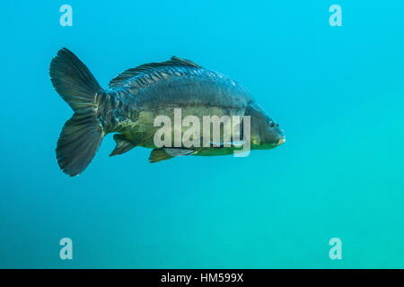 Carpe miroir (Cyprinus carpio) dans l'eau claire, lac de montagne, Styrie, Autriche Banque D'Images