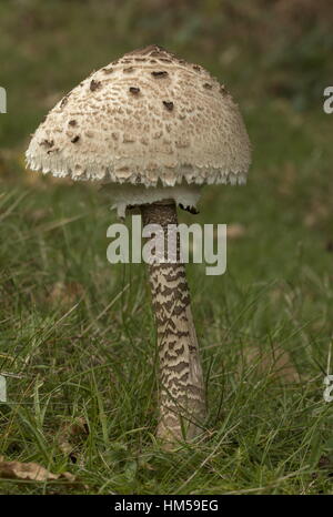 Champignon Parasol, Macrolepiota procera dans les prairies à l'automne ; New Forest. Banque D'Images