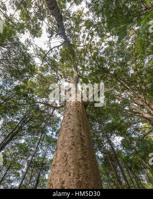 Arbre kauri (Agathis australis) en forêt, Northland, North Island, New Zealand Banque D'Images