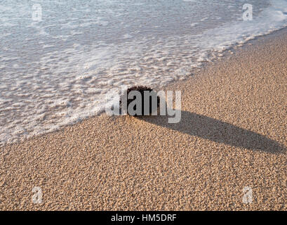 Oursin noir sur la plage de sable Banque D'Images