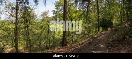 Chemin à travers les arbres forestiers à Alderley Edge dans le Cheshire, en Angleterre. Banque D'Images