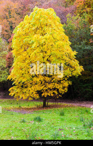 Noyer noir afficher ses couleurs d'automne dans le Parc National d'Exmoor, Dulverton près de Somerset, Angleterre. Banque D'Images