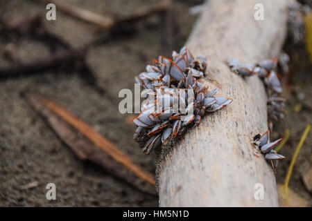 Collection de moules sur driftwood Banque D'Images