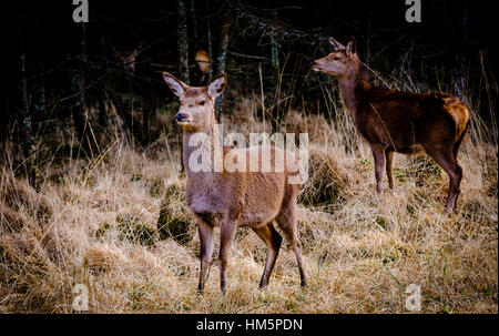 Red Deer hinds à Glen Etive Forêt, Montagnes de l'Ecosse en hiver Banque D'Images