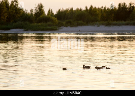 Avec le canard canetons première fois dans l'eau sur le lac à l'été Banque D'Images