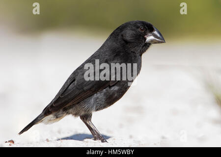 La masse moyenne finch (Geospiza fortis) mâle sur une plage de sable, l'hôtel Tortuga Bay, Santa Cruz, Galapagos Islands Banque D'Images