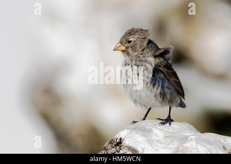 Petit terrain finch (Geospiza fuliginosa) femelle sur arbre, Tortuga Bay, Santa Cruz, Galapagos Islands Banque D'Images