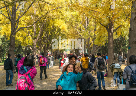 Couleurs d'automne au Temple de la terre ou du Parc Le Parc Ditan à Beijing, République populaire de Chine, l'Asie Banque D'Images