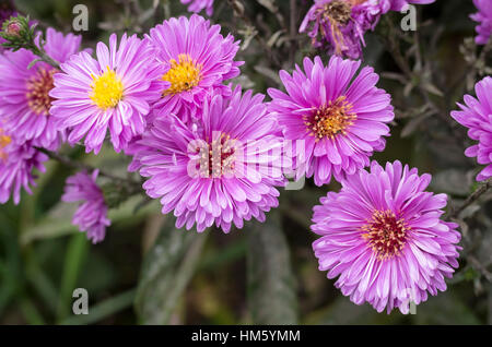 Aster novi-belgii Patricia Ballard la floraison en automne Banque D'Images