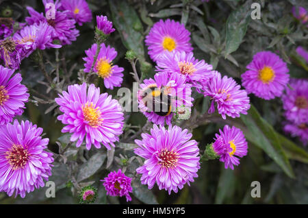 Aster novi-belgii Patricia Ballard Banque D'Images