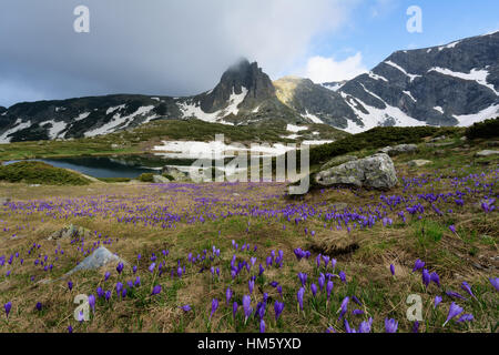 Domaine de printemps crocus et Haramiya peak dans les montagnes de Rila, Bulgarie Banque D'Images