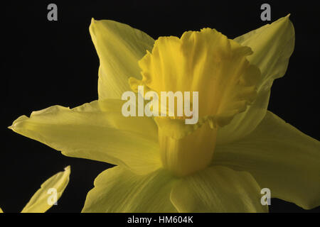 Tête de NARCISSE, JONQUILLE ou fleur sur fond noir Banque D'Images