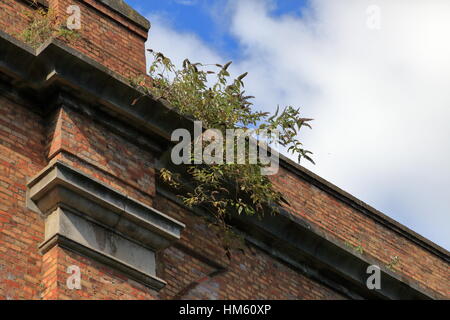 La croissance des mauvaises herbes sur viaduc ferroviaire construit en briques de style victorien de l'autre côté de la vallée de la Bourne arcades et Surrey Road à Branksome entre Bournemouth et Poole UK Banque D'Images