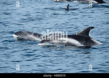 Le dauphin à nez blanc Lagenorhynchus albirostris, surfaçage, près de l'Iles Farne, près de Newcastle, Angleterre, Mer du Nord Banque D'Images