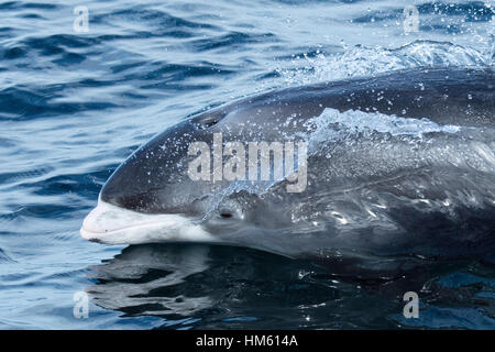 , Dauphin à nez blanc Lagenorhynchus albirostris, portrait, près de la surface des îles Farne, près de Newcastle, Angleterre, Mer du Nord Banque D'Images