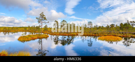 Vue panoramique de l'étang des marais et l'île de pin. Les bogs Viru au parc national de Lahemaa Banque D'Images