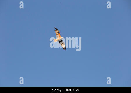 Red kites en action à Harewood House, Leeds. Banque D'Images