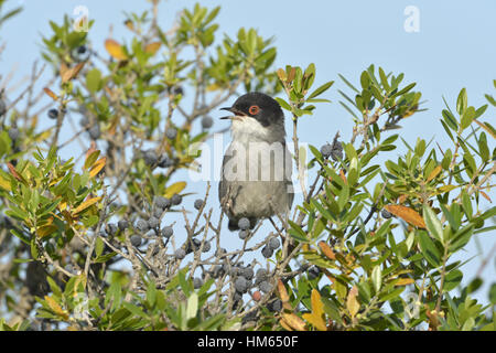 Fauvette sarde - Sylvia melanocephala Banque D'Images