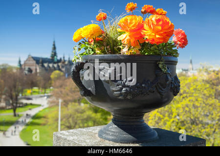 Rouge vif et jaune fleurs de pivoine en jardin d'été Banque D'Images