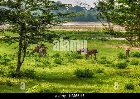 L'axe du Sri Lanka cerfs communs repèrés dans Parc national de Yala Banque D'Images