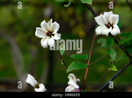 Clematis texensis princess kate zoprika violet blanc couleur prune fleur fleurs floral RM grimpeur de floraison Banque D'Images