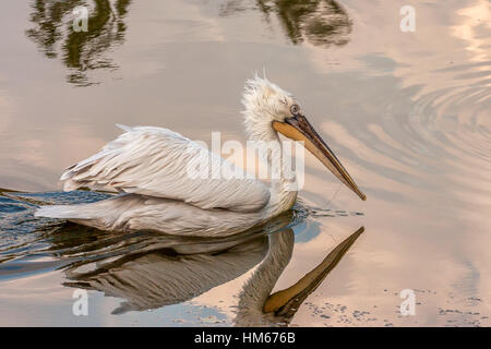 Pélican frisé Pelecanus crispus ou Banque D'Images