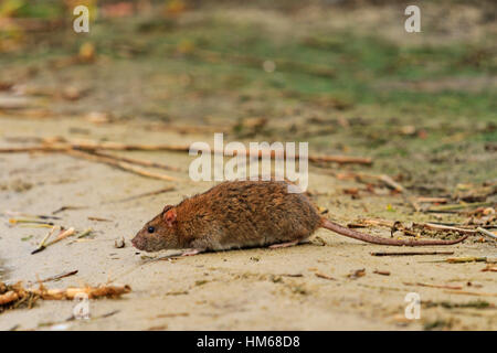 Rat gris sur le lac de déchets Banque D'Images